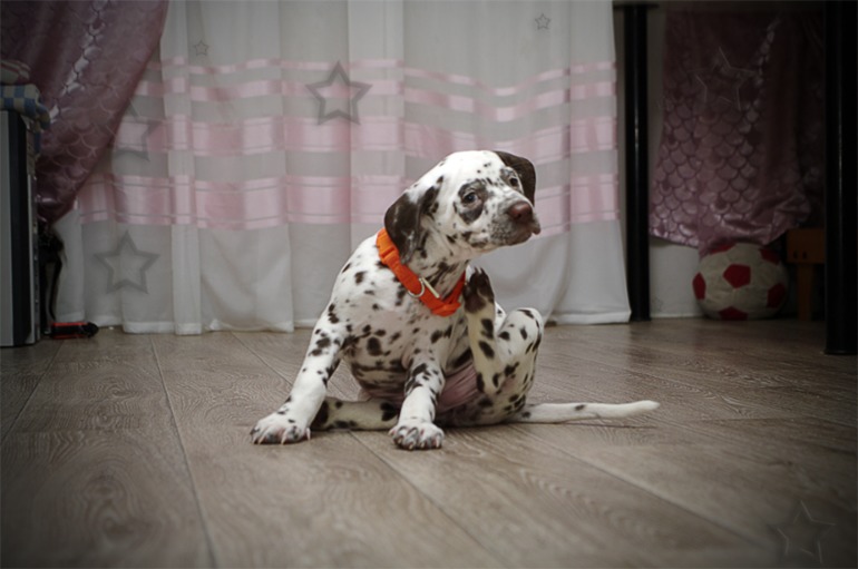 Это третья попытка! Надеюсь уже точно приживется!