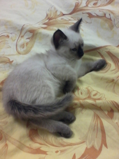 Даром сиамские котята.