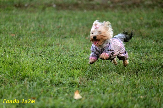 Мой любимый тЫрьер!