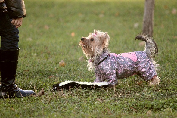 Мой любимый тЫрьер!