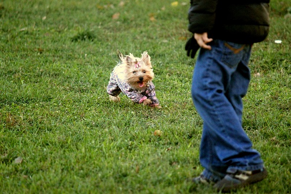 Мой любимый тЫрьер!