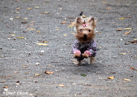 Мой любимый тЫрьер!