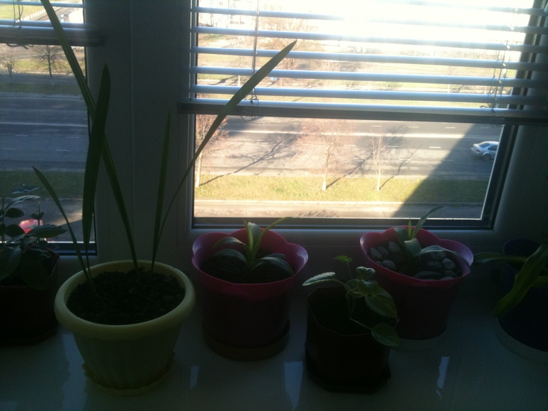 Мои маленькие красавчики