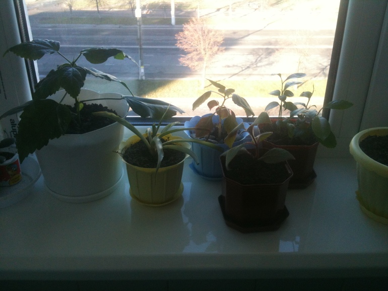 Мои маленькие красавчики