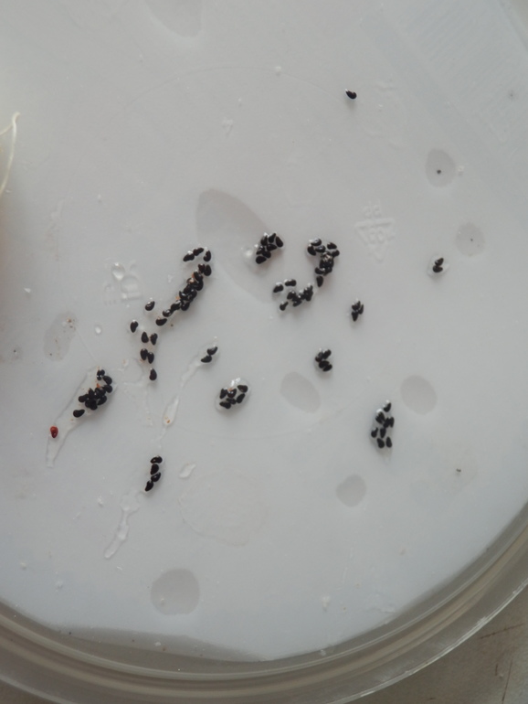 Немного осеннего.