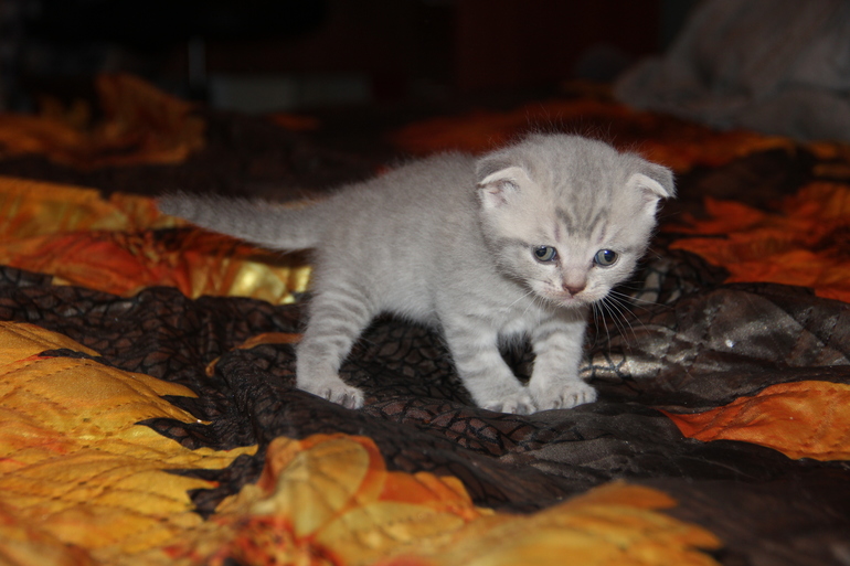 Моя Анфиса и её детки)))