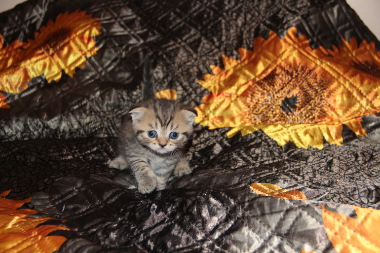 Моя Анфиса и её детки)))