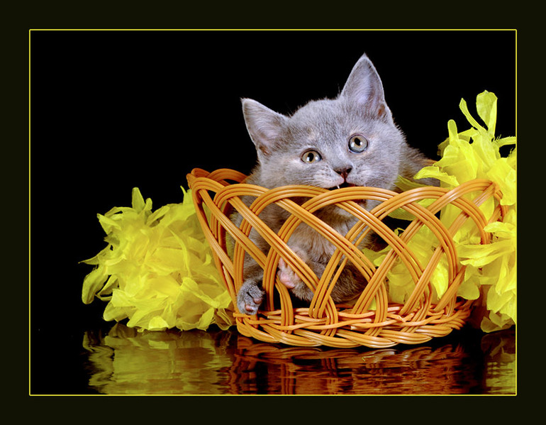 Наши кошки, кот и котята