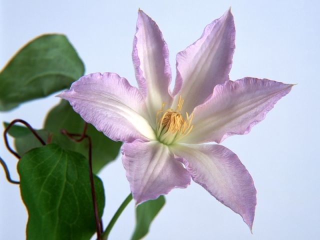 Контрольное задание № 10. Использование быстрой и обтравочной масок