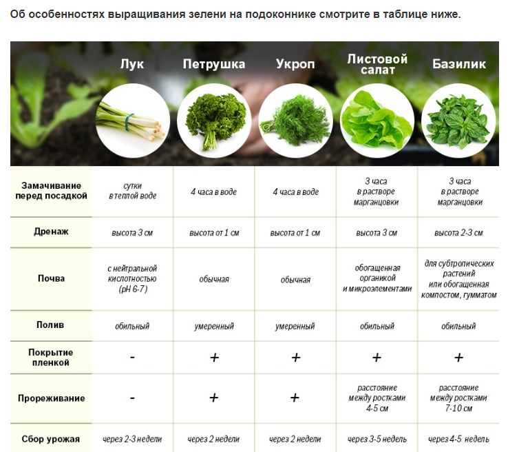 Салат айсберг схема посадки