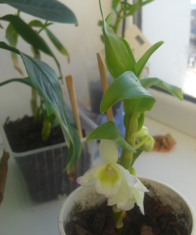 Наконецто зацвел дендробиум-2 года ждала=)