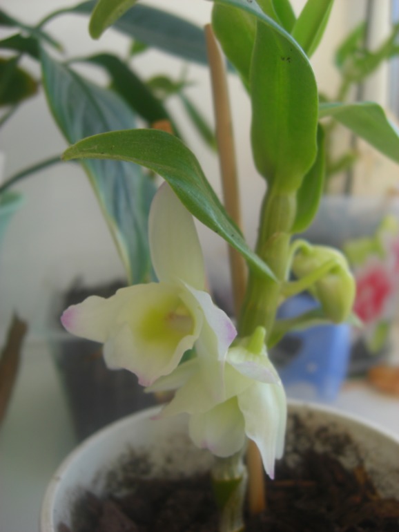 Наконецто зацвел дендробиум-2 года ждала=)