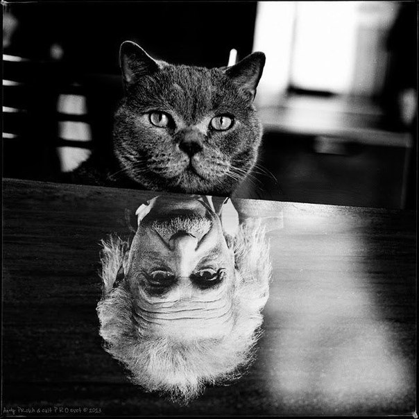 Коты и люди