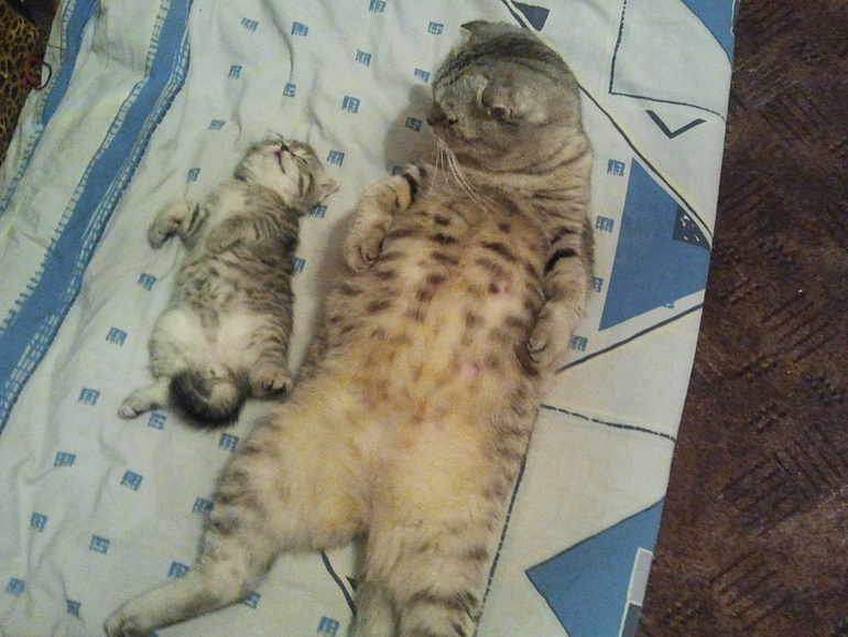 Уффф.. вроде заснул!