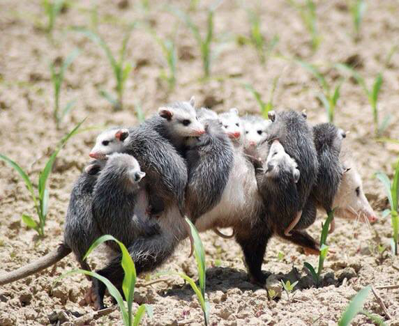 Не легка мамина доля...