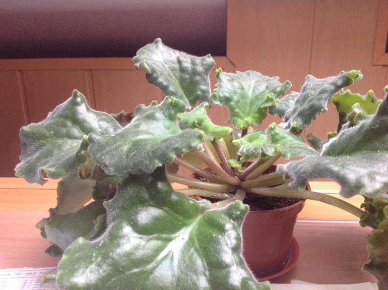 Проблема с листьями