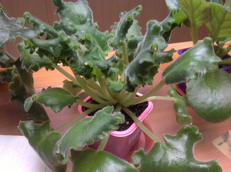 Проблема с листьями