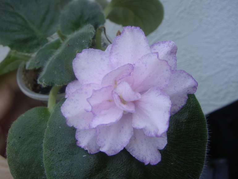 Мои фиалочки