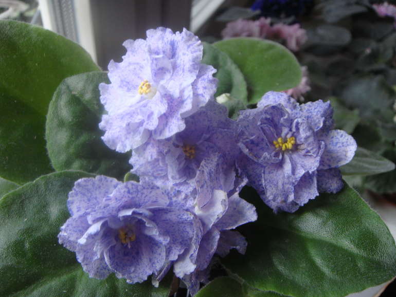 Мои фиалочки