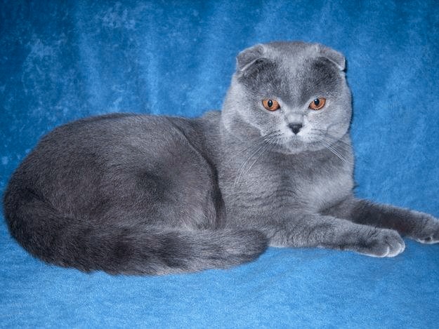 Папа. мама и сынок