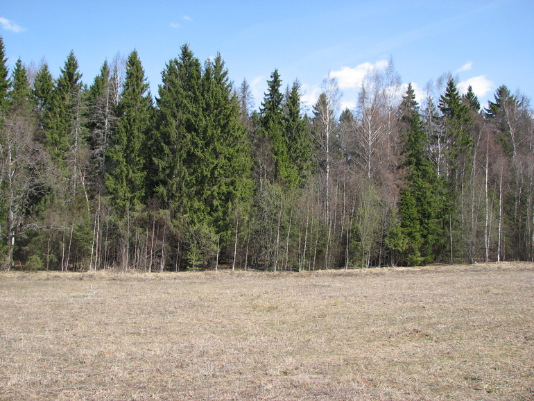 наша история любимой дачи