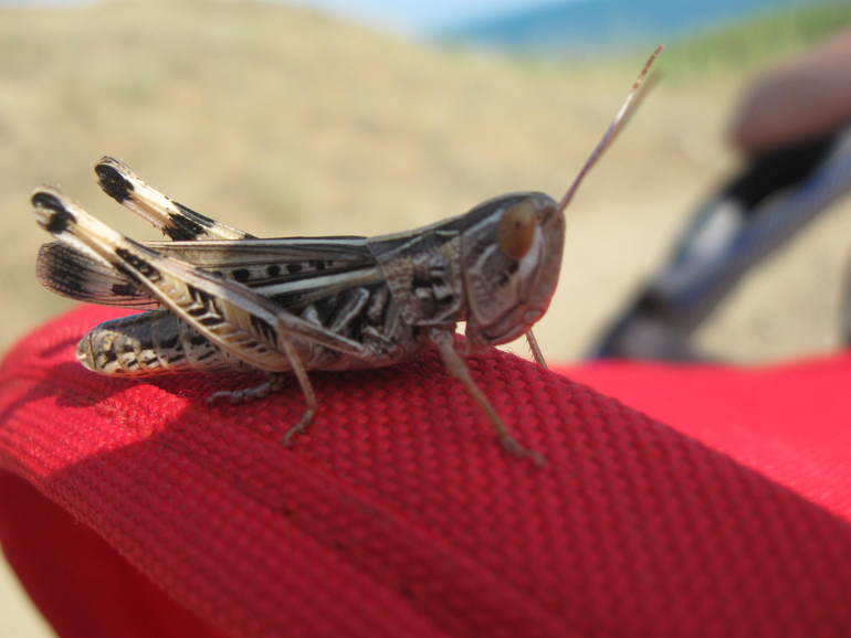 Наша колясочная история