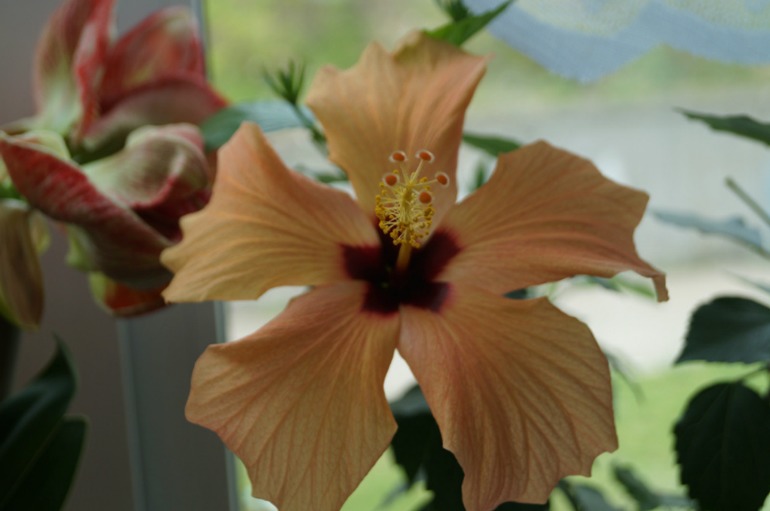 Мой мини РАЙ!