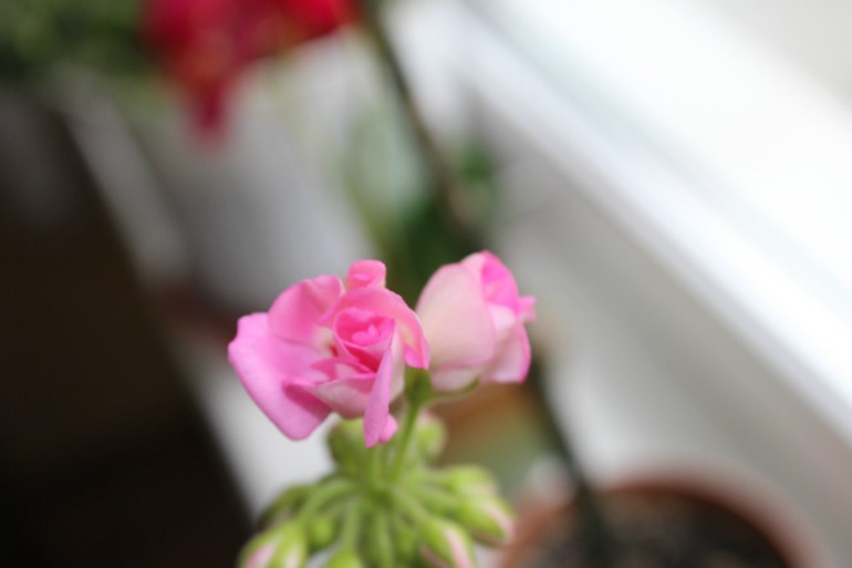 Мой мини РАЙ!