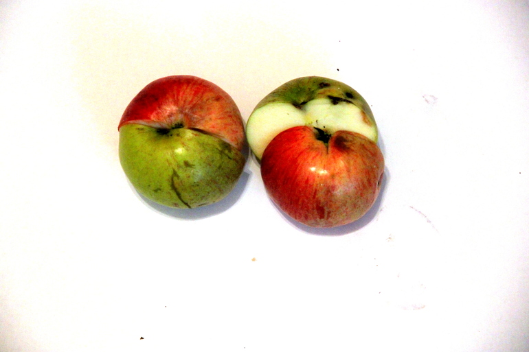 Урожайная неделька