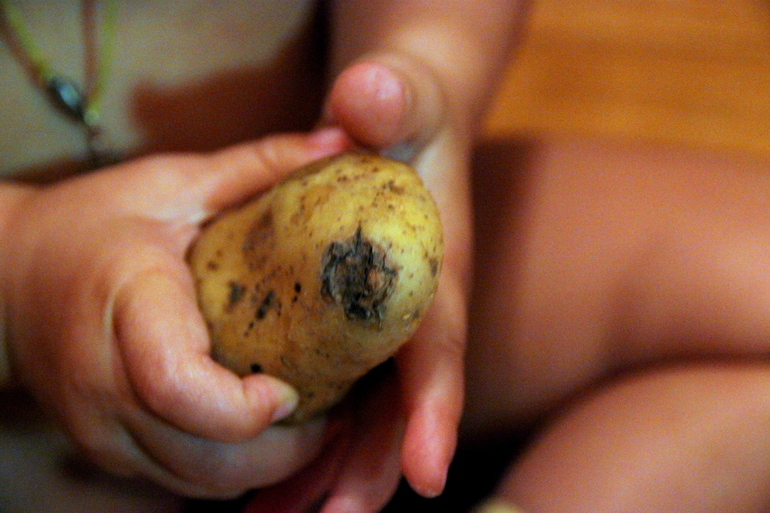 Урожайная неделька