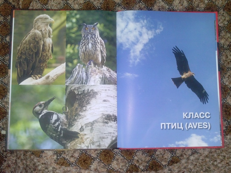 Наши новиночки