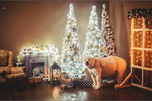 Фотопроект "Новогодняя сказка" - ОСВОБОДИЛОСЬ 1 место 23 ноября