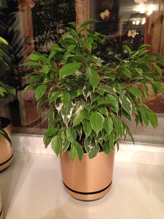 мои любимчики