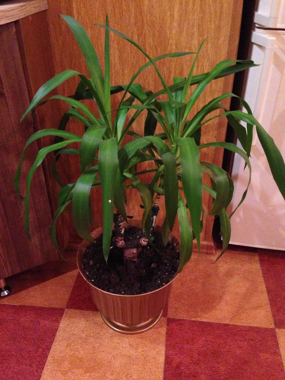 мои любимчики