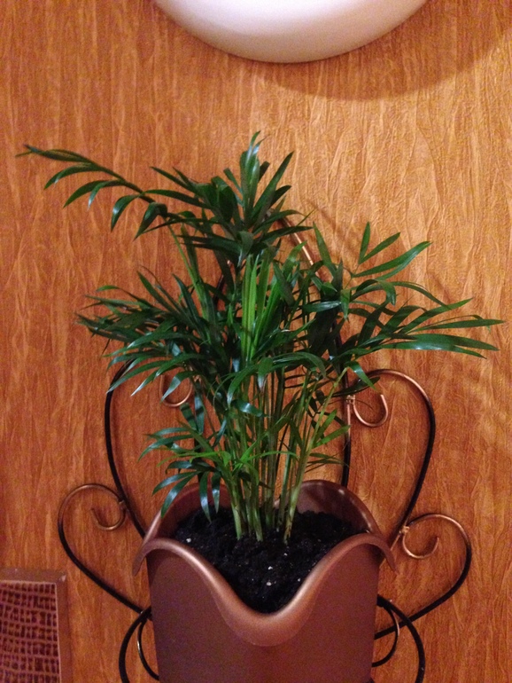 мои любимчики