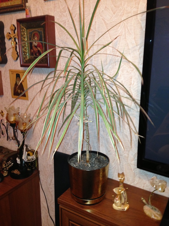 мои любимчики