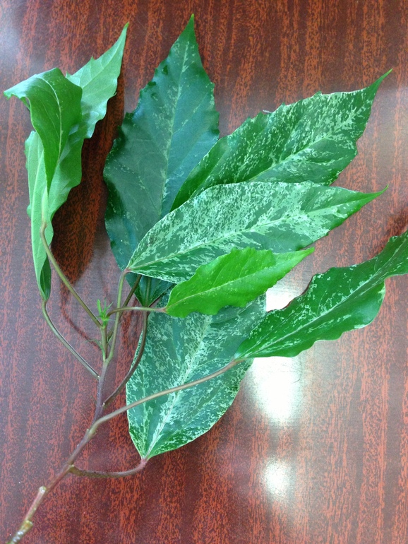 Девочки, помогите опознать пожалуйста