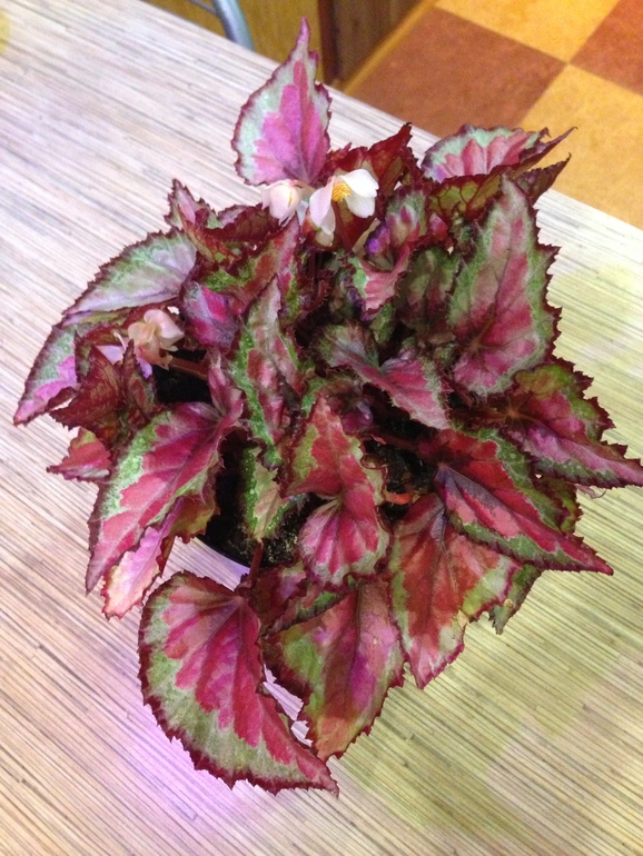 мои любимчики