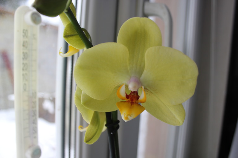 Мои красотульки