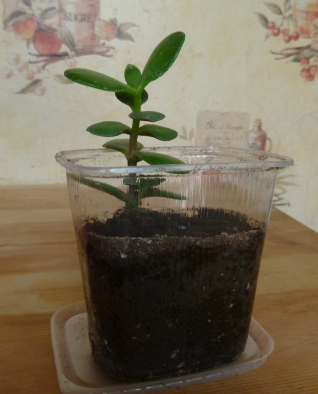 денежное дерево