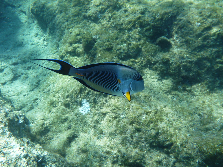 Royal Albatros Moderna 5* Шарм Эль Шейх. Египет.