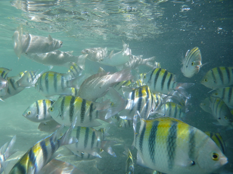 Royal Albatros Moderna 5* Шарм Эль Шейх. Египет.