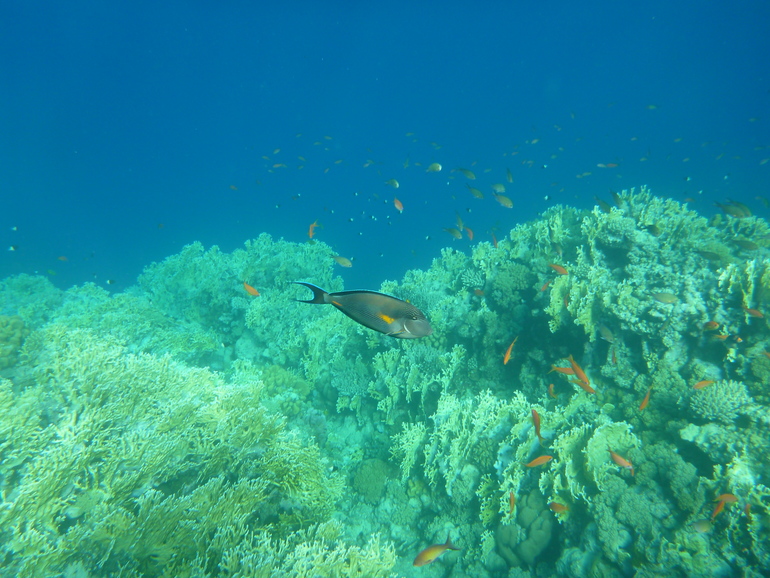 Royal Albatros Moderna 5* Шарм Эль Шейх. Египет.