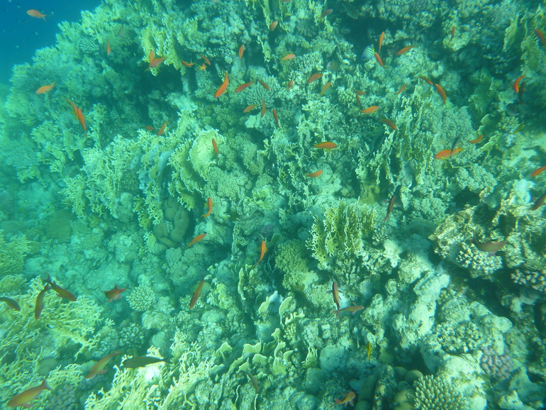 Royal Albatros Moderna 5* Шарм Эль Шейх. Египет.