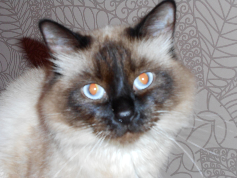 Гриша))))на кот)