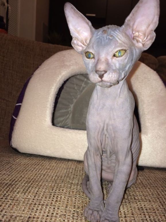 Про наших ушастых деток!)