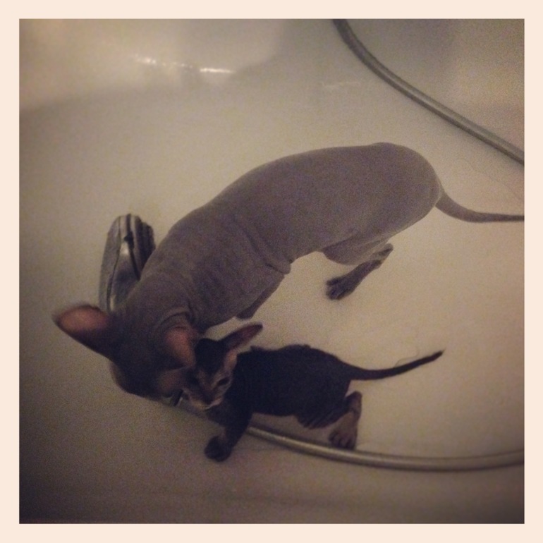 вот и все...отдали последнего котенка-Тигренка((