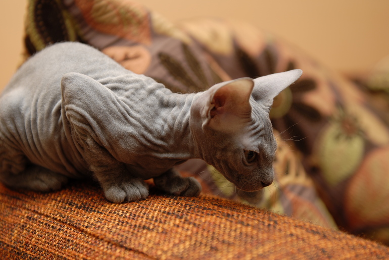 Волосатая Люська))