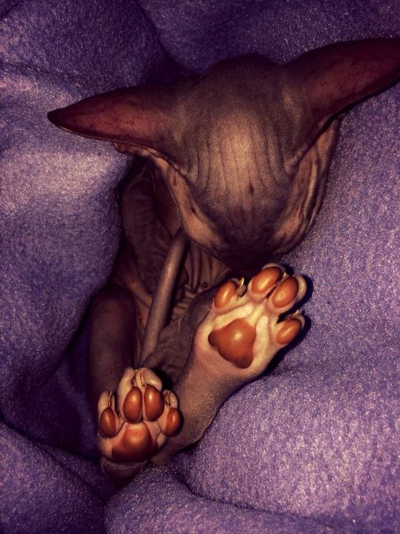 Срочно продается котенок сфинкса!!!!