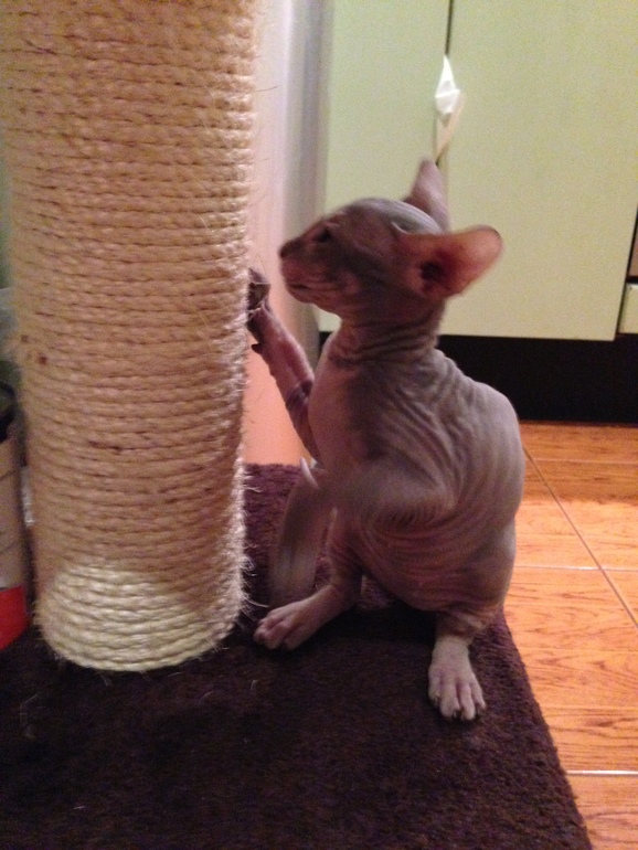 Ушастики наши любимые!